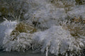 winter grass frost 1980s 1990s A4 Photo Print
