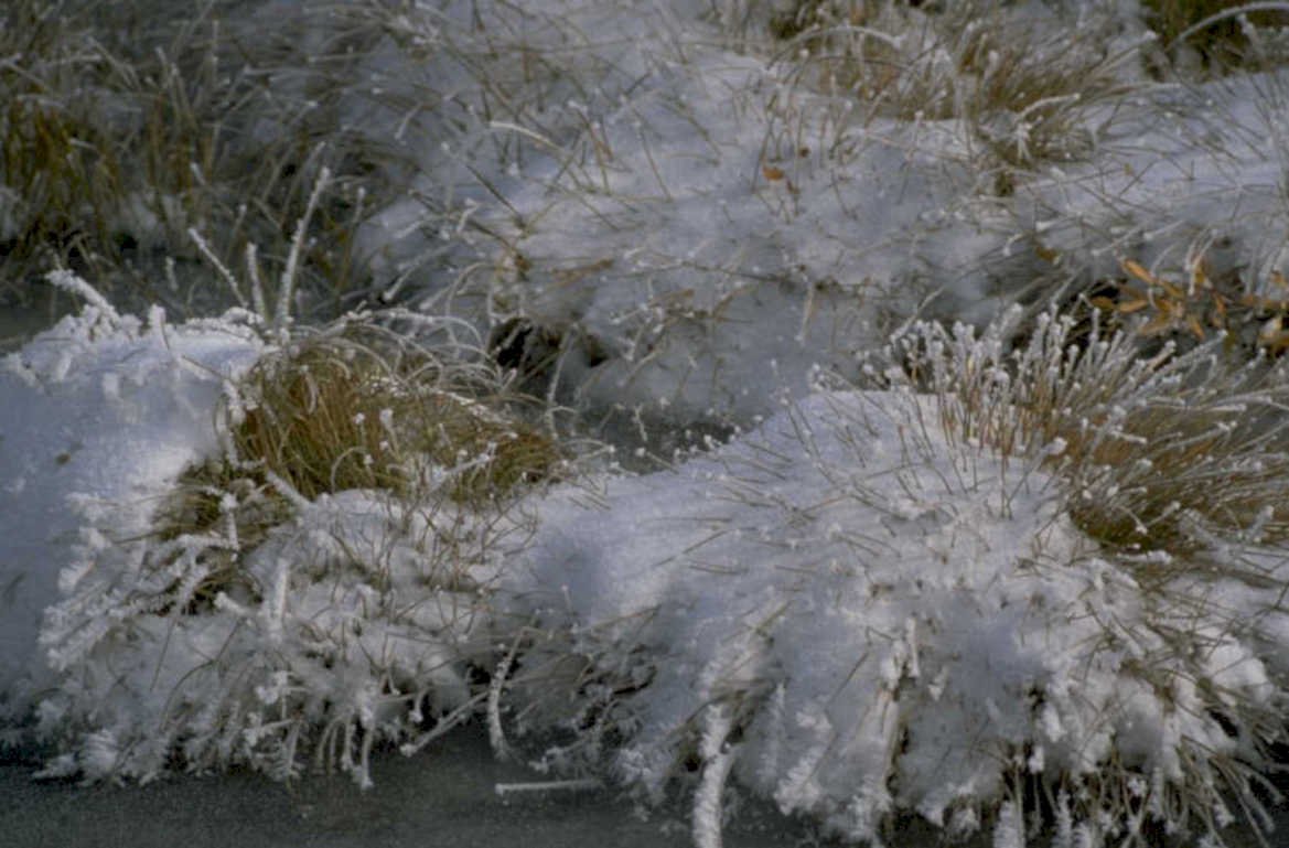 winter grass frost 1980s 1990s A4 Photo Print