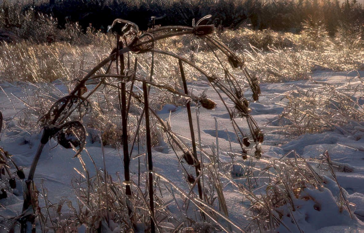 winter grass seedheads Vintage A4 Photo Print