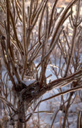 winter ice branches Vintage A4 Photo Print