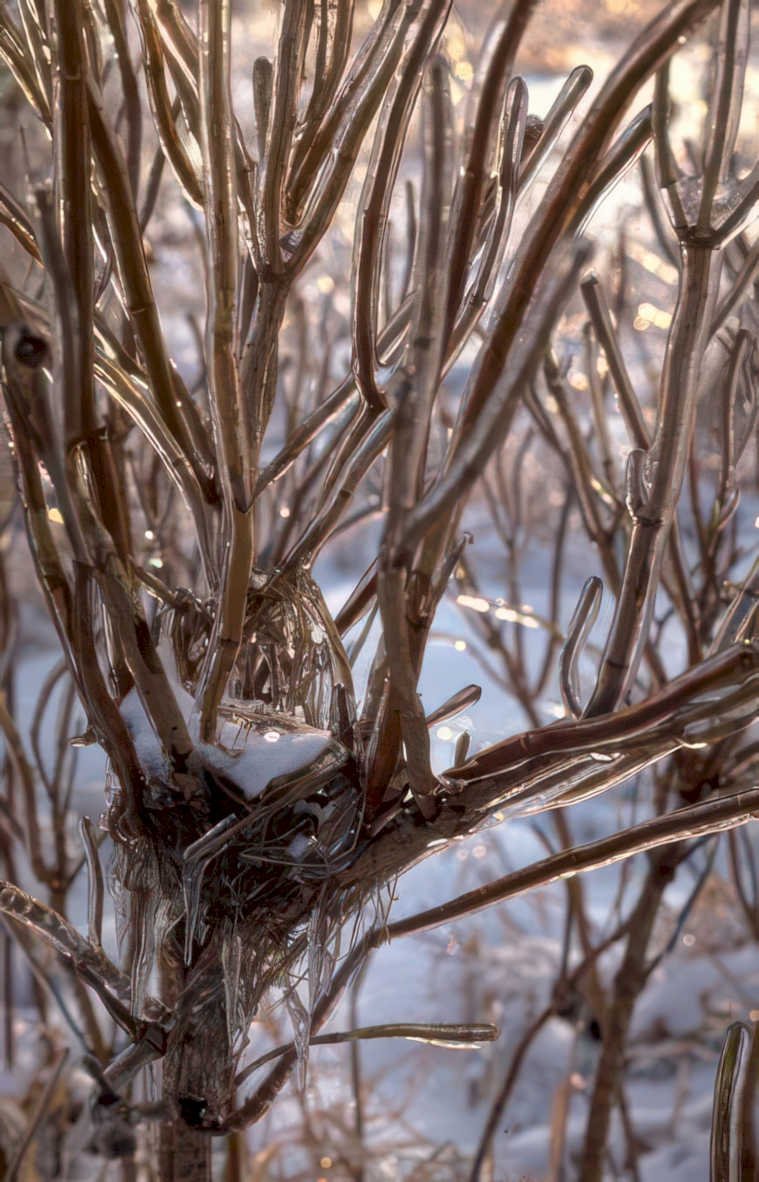 winter ice branches Vintage A4 Photo Print