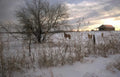 winter landscape deer Vintage A4 Photo Print