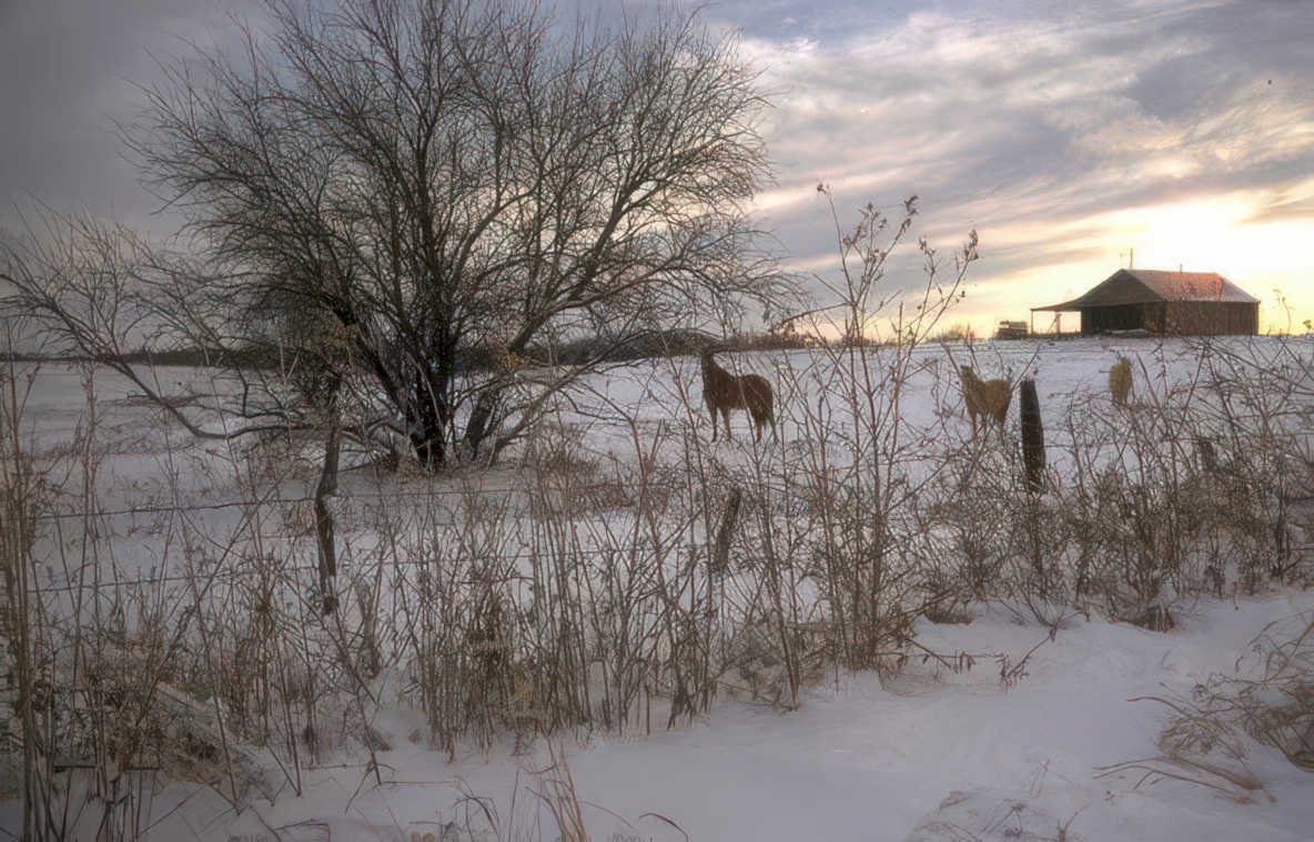 winter landscape deer Vintage A4 Photo Print