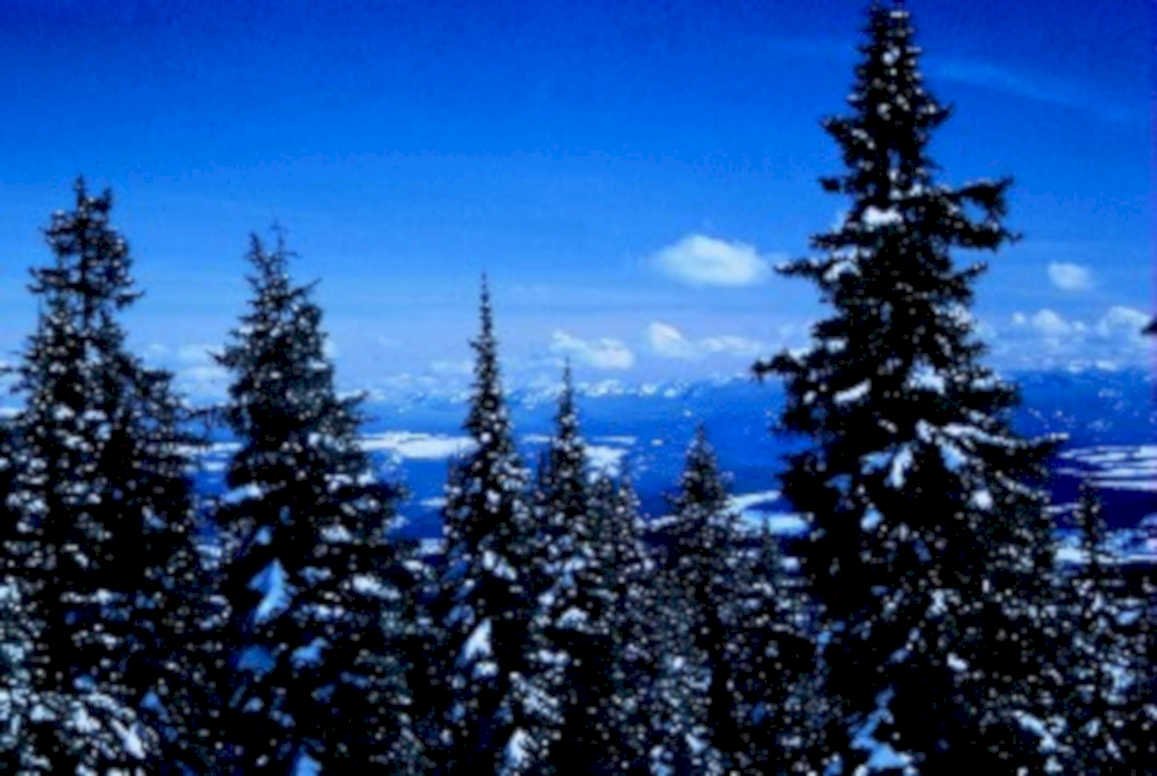 winter mountains forest1980s 1990s A4 Photo Print