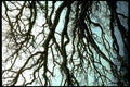 winter oak branches1980s 1990s A4 Photo Print
