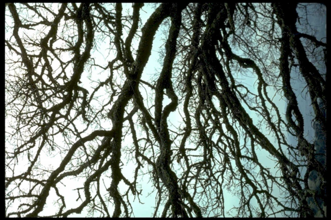 winter oak branches1980s 1990s A4 Photo Print