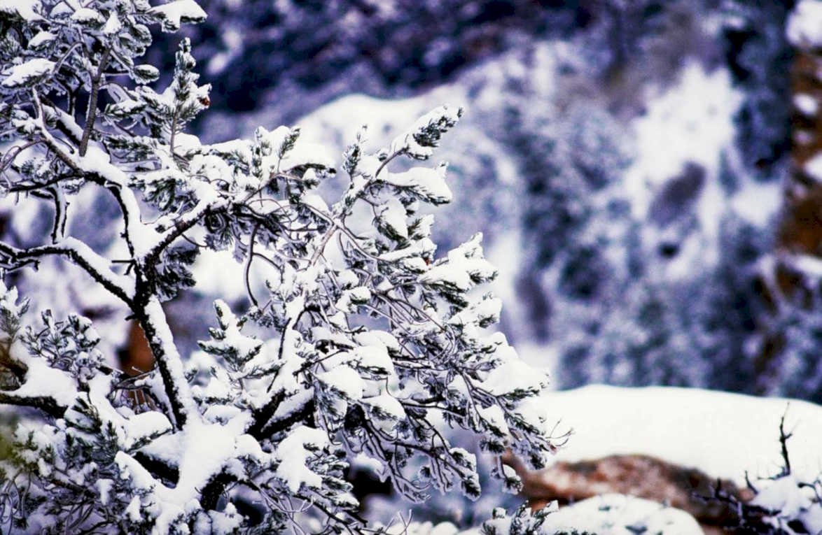 winter pine branch1980s 1990s A4 Photo Print