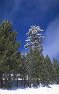 winter pine forest 1980s 1990s A4 Photo Print
