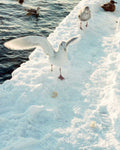 winter seagull snow1980s 1990s A4 Photo Print