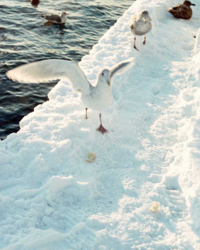 winter seagull snow1980s 1990s A4 Photo Print