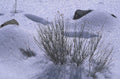 winter snow landscape 1980s 1990s A4 Photo Print