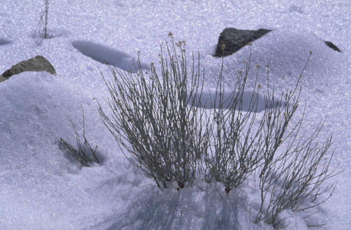 winter snow landscape 1980s 1990s A4 Photo Print