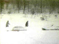 winter snow scene1980s 1990s A4 Photo Print