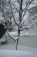 winter snow tree Vintage A4 Photo Print