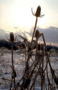 winter thistles frost Vintage A4 Photo Print