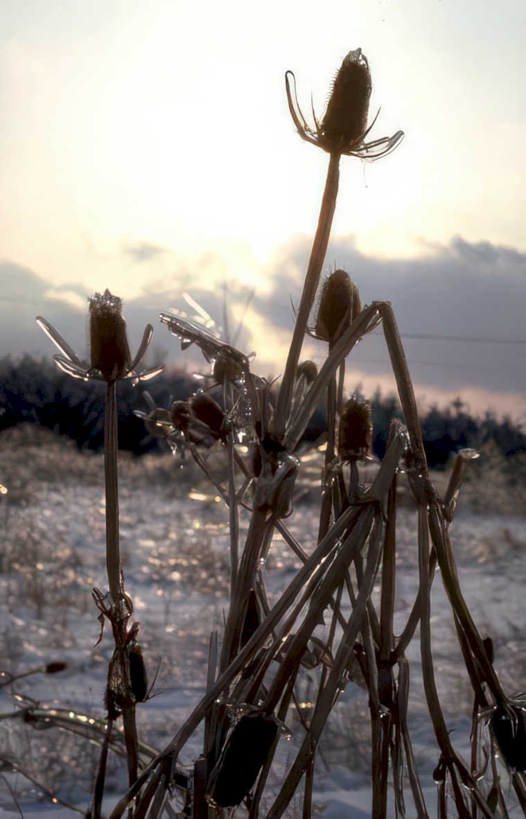 winter thistles frost Vintage A4 Photo Print