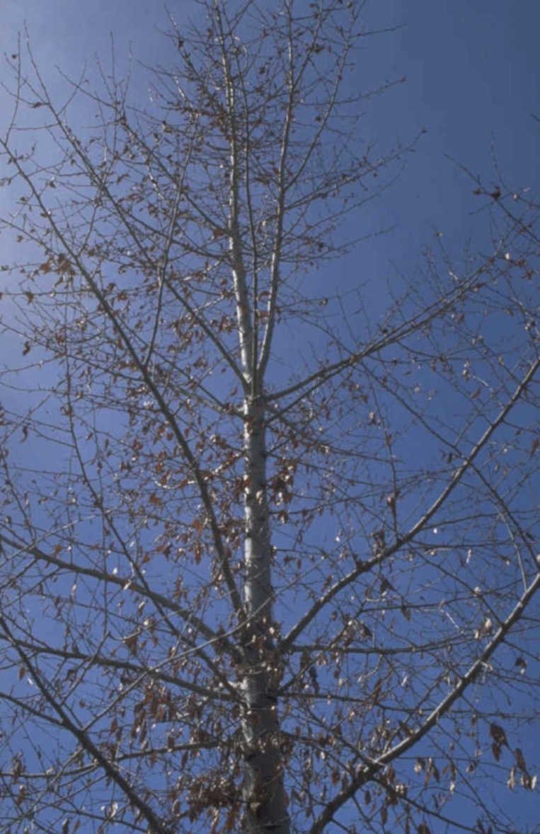 winter tree aspen 1980s 1990s A4 Photo Print
