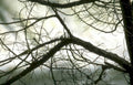 winter tree branch Vintage A4 Photo Print
