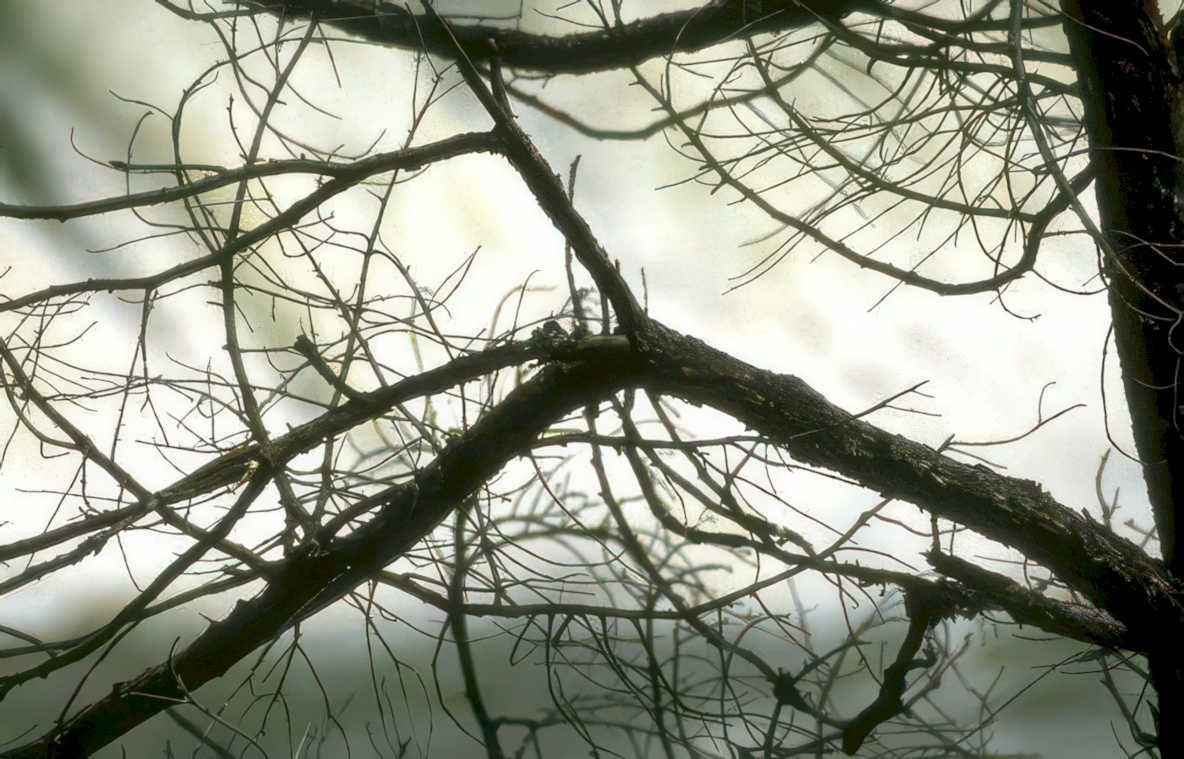 winter tree branch Vintage A4 Photo Print