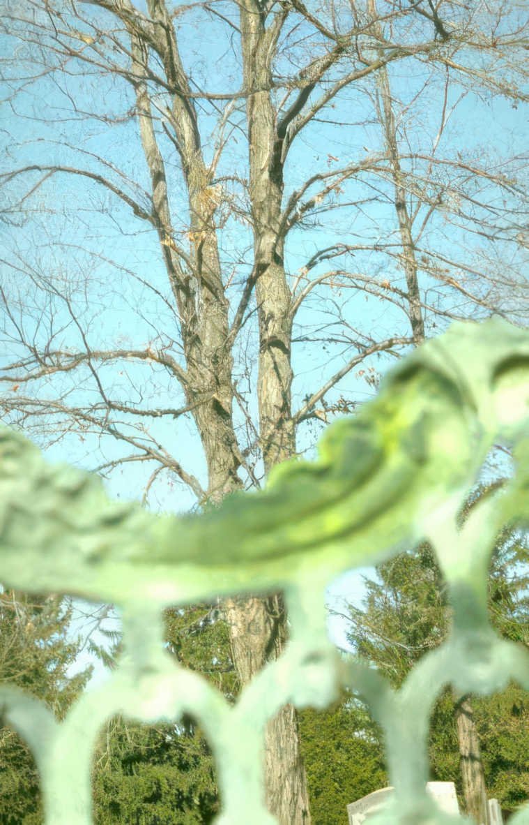 winter tree fence Vintage A4 Photo Print