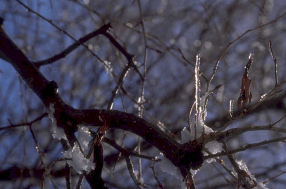 winter tree ice 1980s 1990s A4 Photo Print 42
