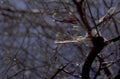 winter tree ice 1980s 1990s A4 Photo Print