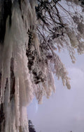 winter tree ice Vintage A4 Photo Print