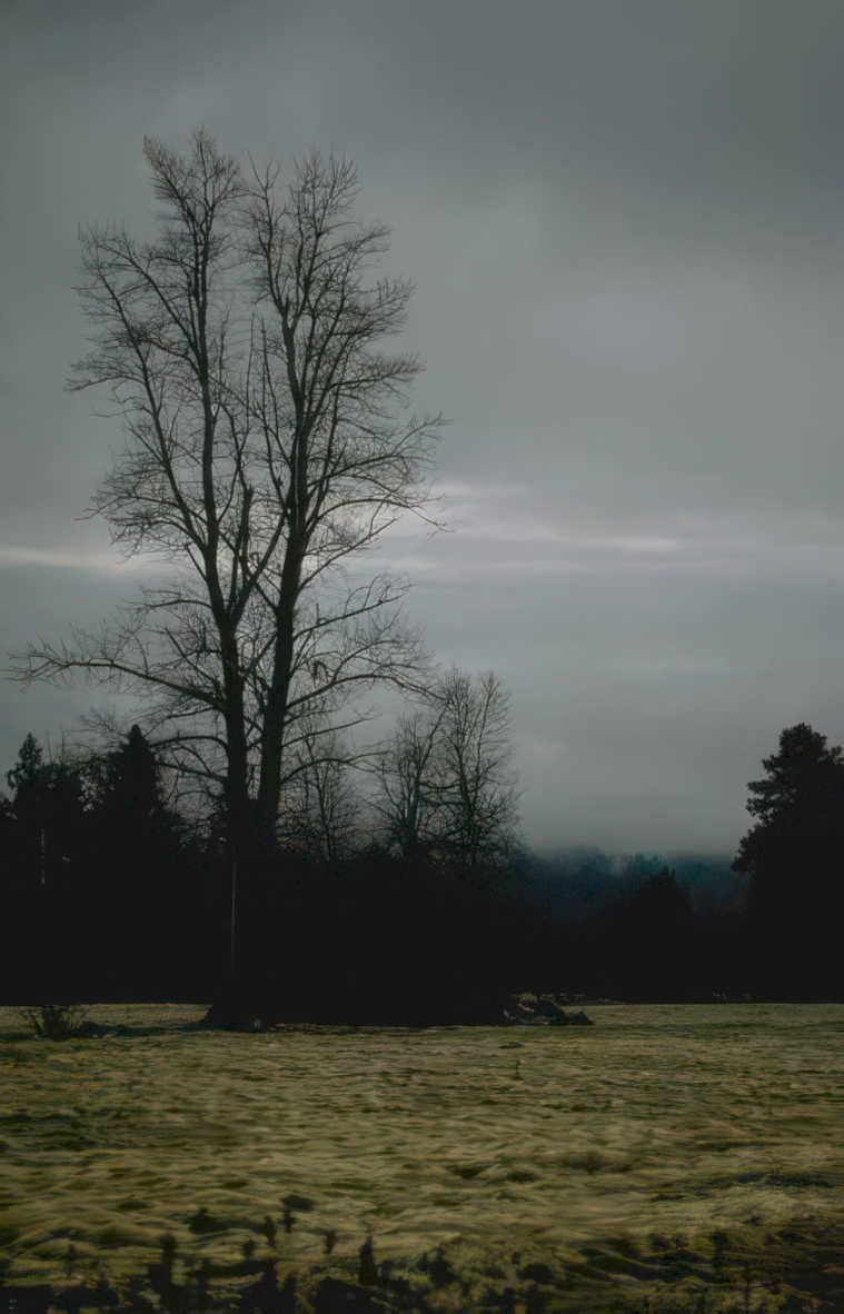 winter tree landscape Vintage A4 Photo Print