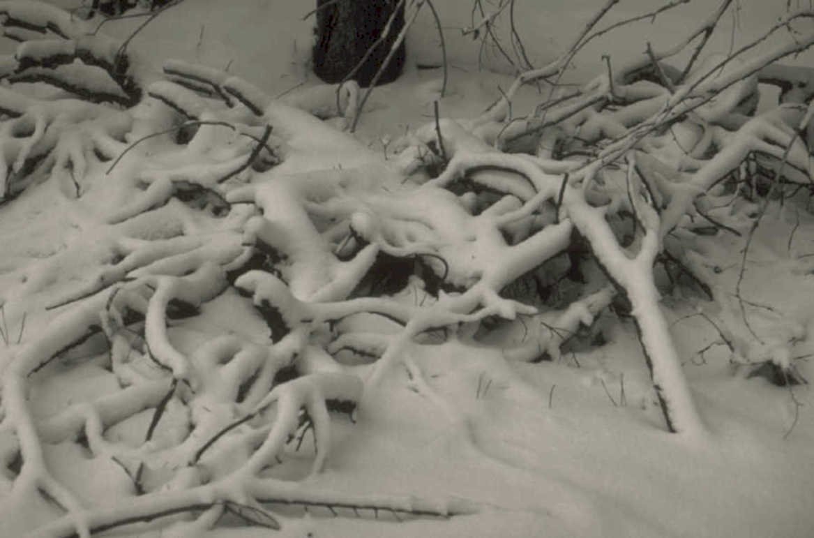 winter tree snow 1980s 1990s A4 Photo Print