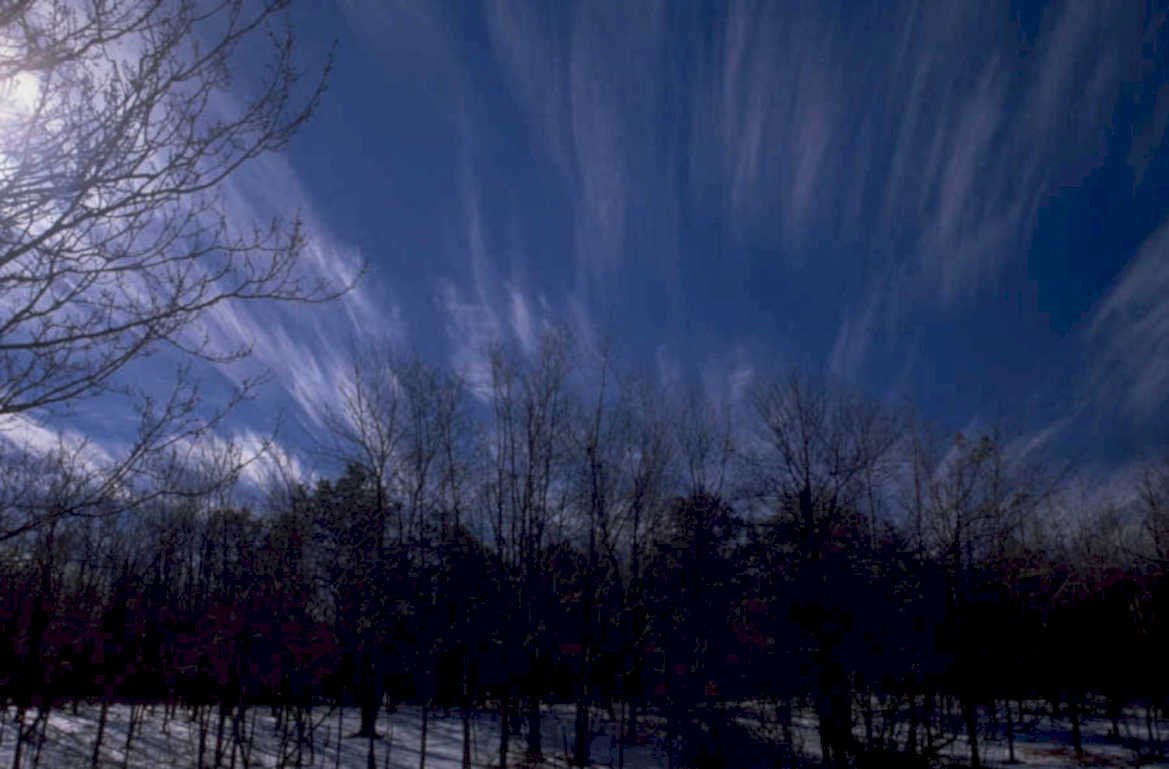winter trees sky 1980s 1990s A4 Photo Print