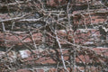 winter vine brick 1980s 1990s A4 Photo Print