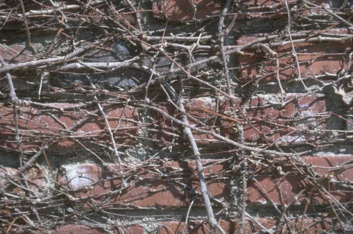 winter vine brick 1980s 1990s A4 Photo Print