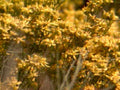 witchhazel goldenbloom forest1980s 1990s A4 Photo Print