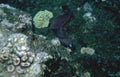 wobbegong shark reef Vintage A4 Photo Print