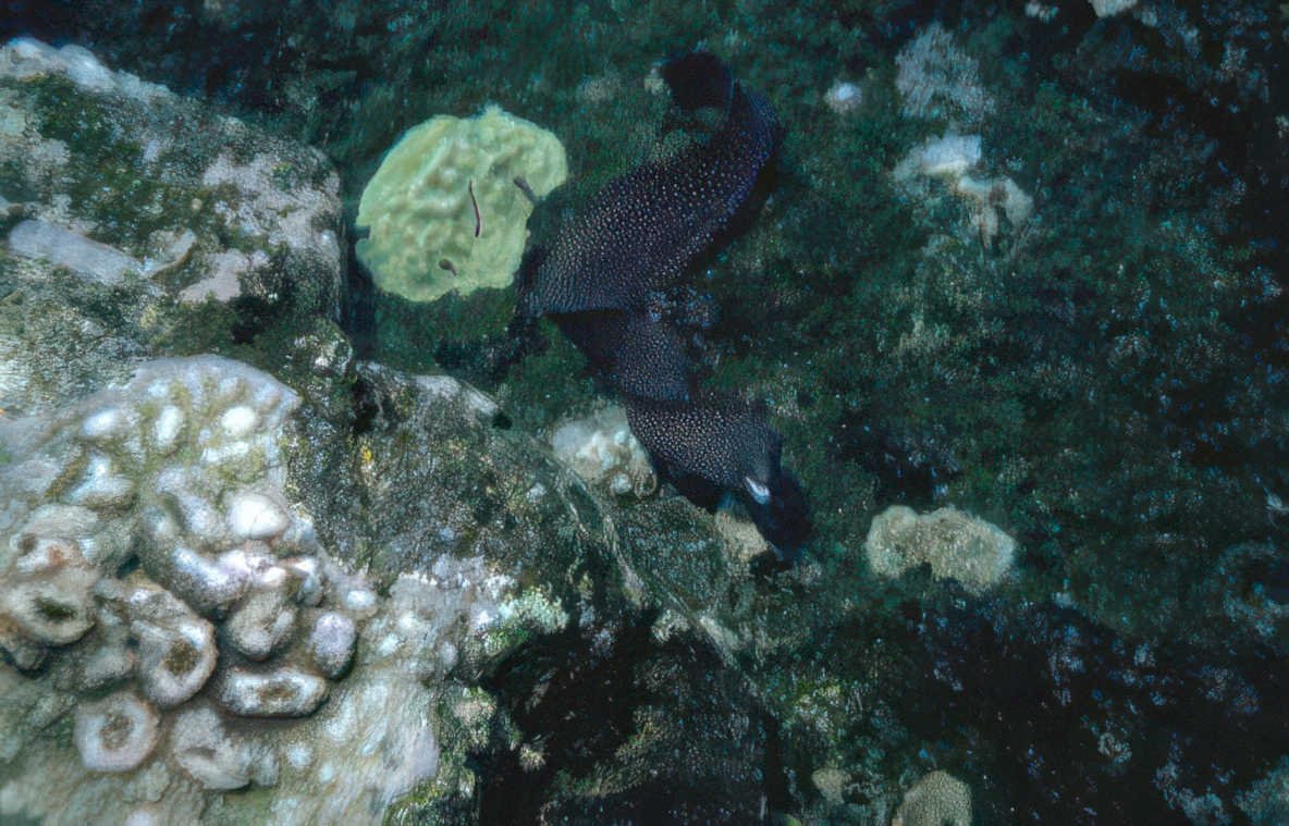 wobbegong shark reef Vintage A4 Photo Print