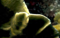 wobbegong shark seabed Vintage A4 Photo Print