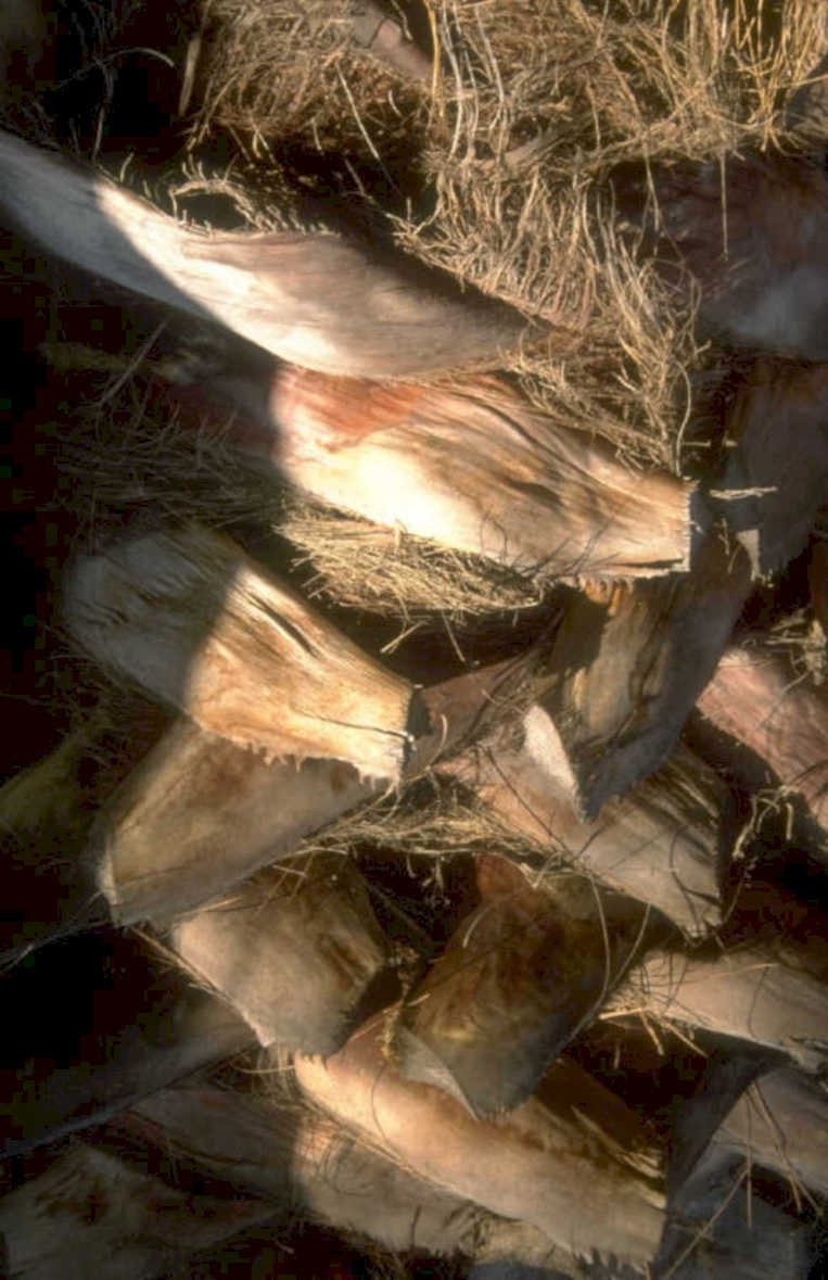 wolf skull grass 1980s 1990s A4 Photo Print