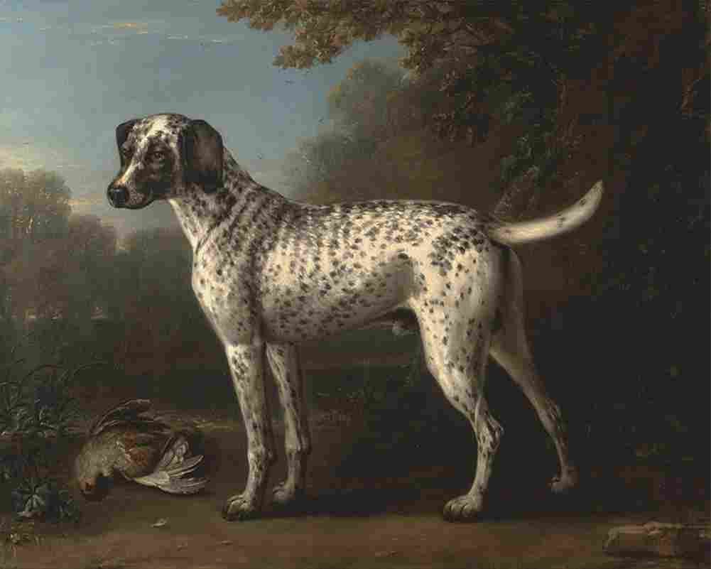 woo A Grey Spotted Hound Art A4 Photo Print