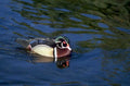 wood duck pond 1980s 1990s A4 Photo Print