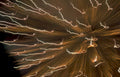 wood grain trails Vintage A4 Photo Print