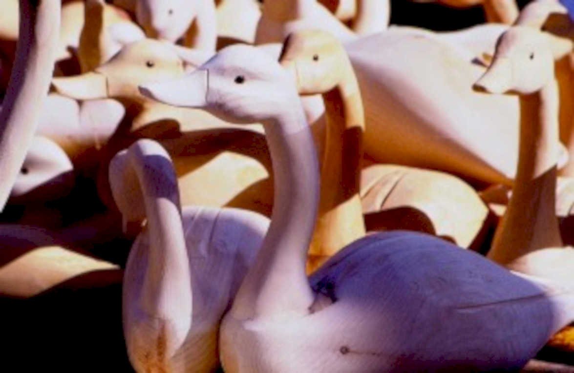 wooden ducks display1980s 1990s A4 Photo Print