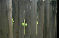 wooden fence lichen Vintage A4 Photo Print