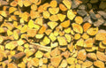 woodpile logs yellow Vintage A4 Photo Print