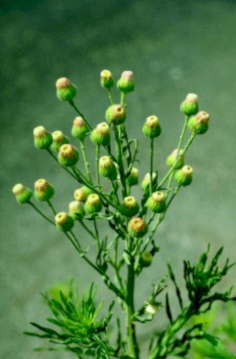 wormwood flower heads1980s 1990s A4 Photo Print