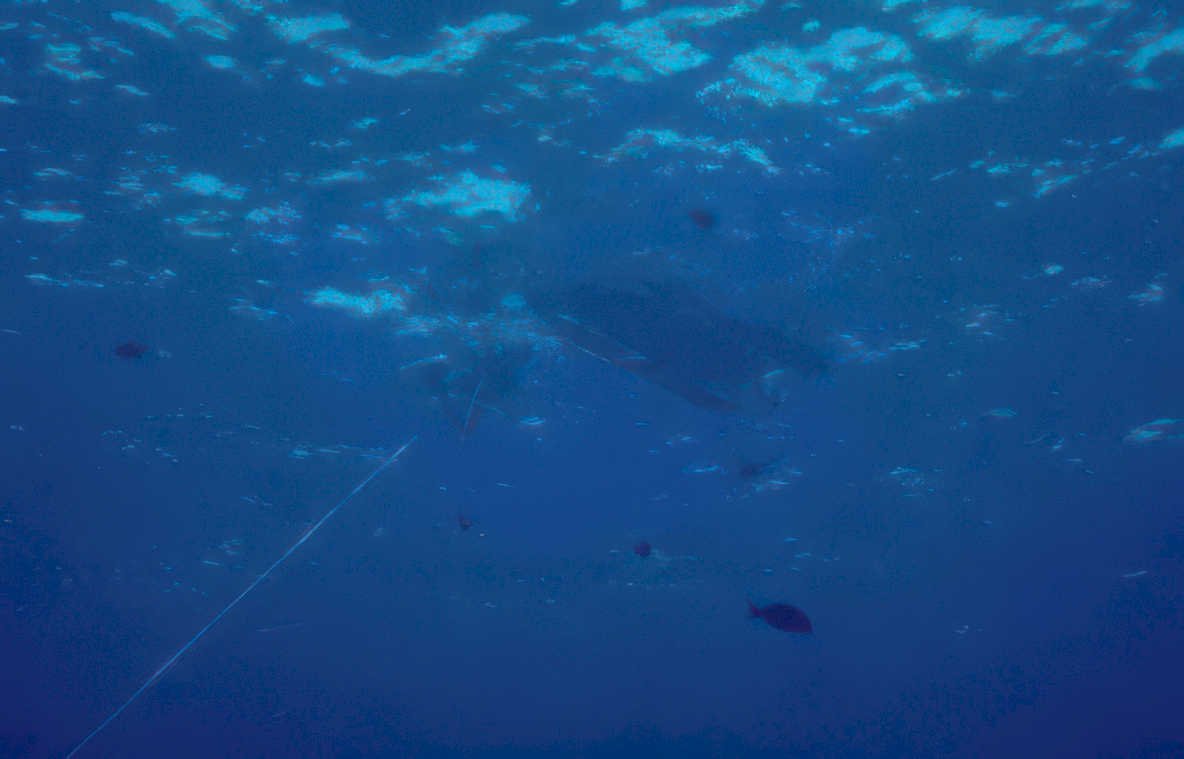 wreck freighter fish Vintage A4 Photo Print