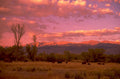 wy sunset cattle 1980s 1990s A4 Photo Print