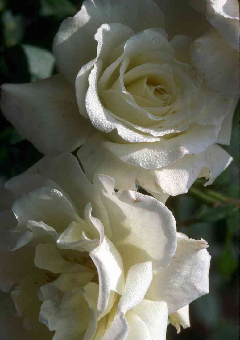 x 7 Roses 084030 Grandiflora Rose White Lightnin A4 Photo Print