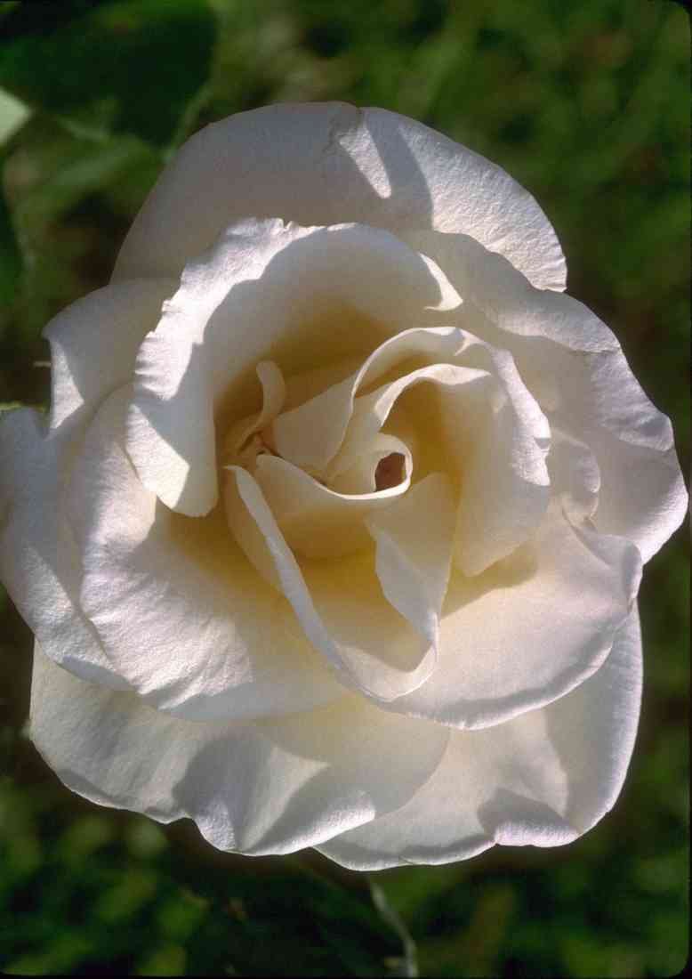 x 7 Roses 084076 Eggshell White Rose A4 Photo Print
