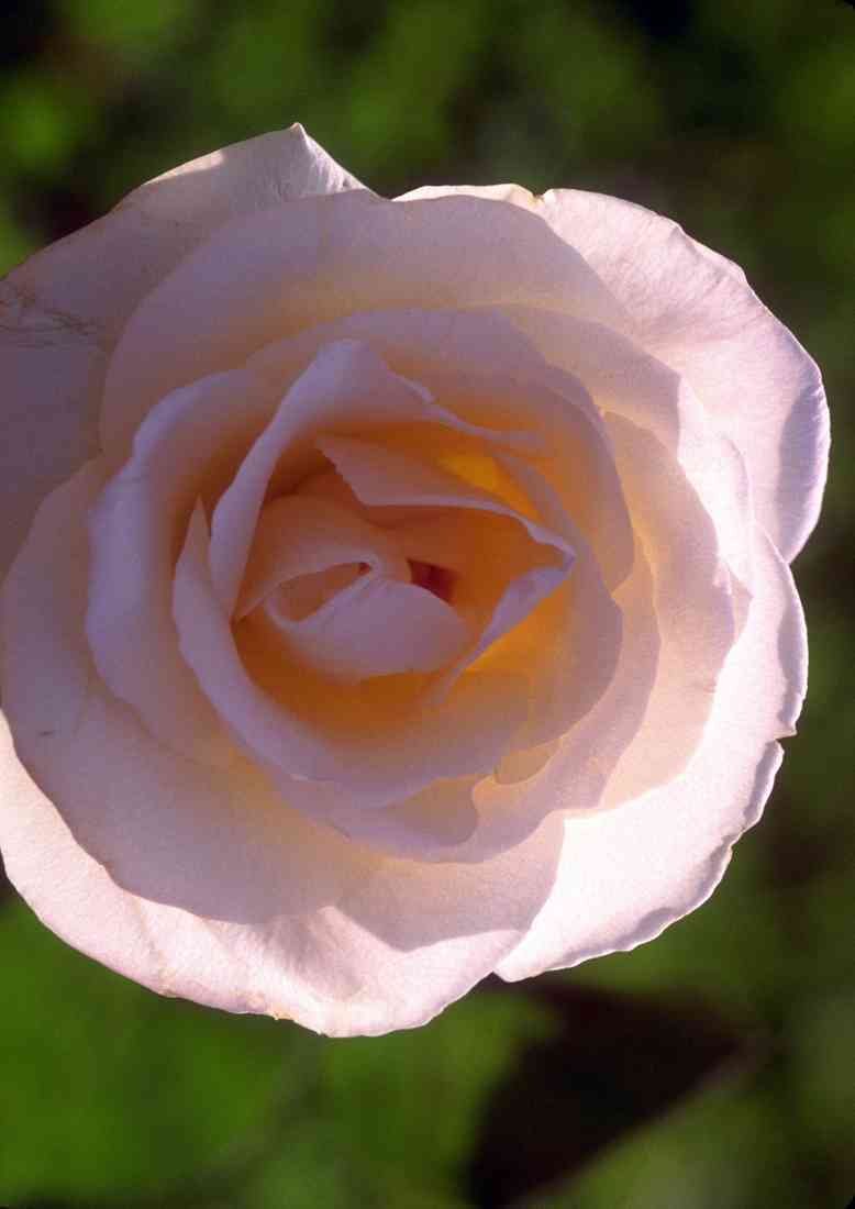 x 7 Roses 084078 Eggshell White Rose A4 Photo Print