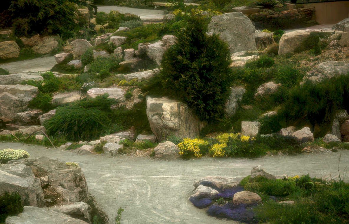 xeriscape boulders wildflowers Vintage A4 Photo Print